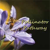 Pollinator Pathway