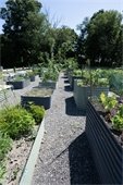 Raised community garden beds